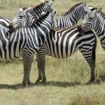 1 Day Tanzania safari in Selous Game Reserve