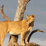 Selous Game Reserve Lion