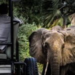 Elephants while on Safari in Selous