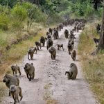 Lake Manyara National Park