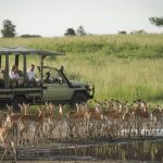 Safari in Serengeti