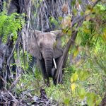 Safari in Nyerere National Park
