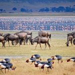 Lake Manyara Wildlife Safari