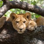 Lion on Tanzania Safari