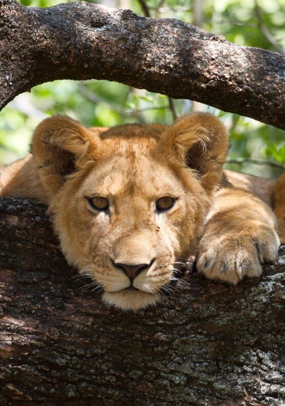 Lion on Tanzania Safari