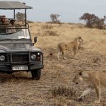 South Tanzania Wildlife