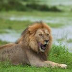 Tarangire National Park Lion