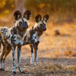 Selous Safari Wild dogs
