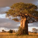 Boabab tree in Tarangire national park