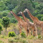 Lake Manyara Safari