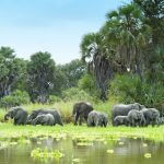 Selous 1 day Safaris