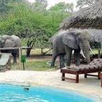 Elephants at Safari Camp
