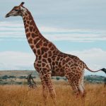 Giraffe in Tanzania