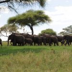 tarangire-national-park-tanzania-safari