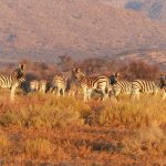 South Tanzania Safaris