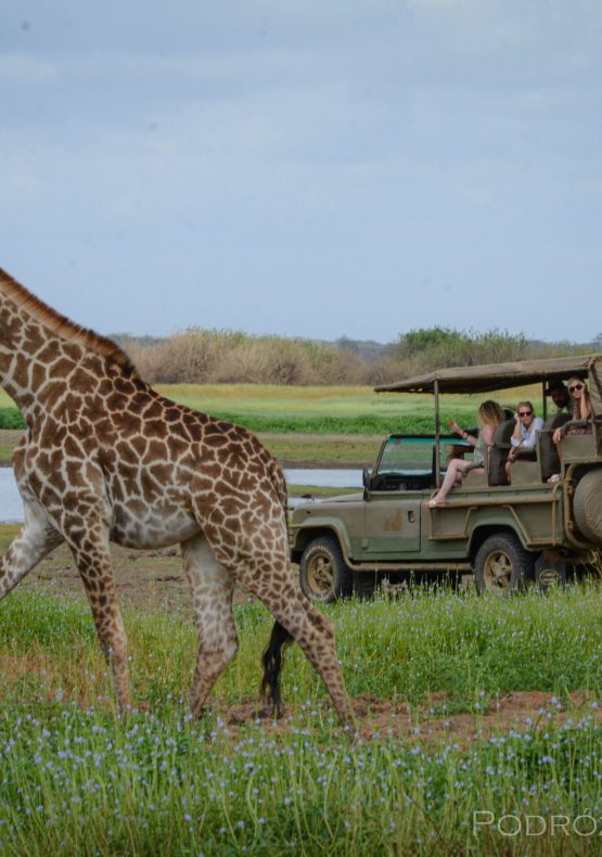 saadani safari